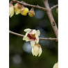 CHIMONANTHUS praecox (Chimonanthe odorant)