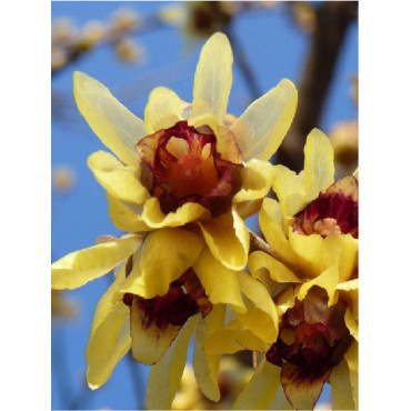 CHIMONANTHUS praecox (Chimonanthe odorant)