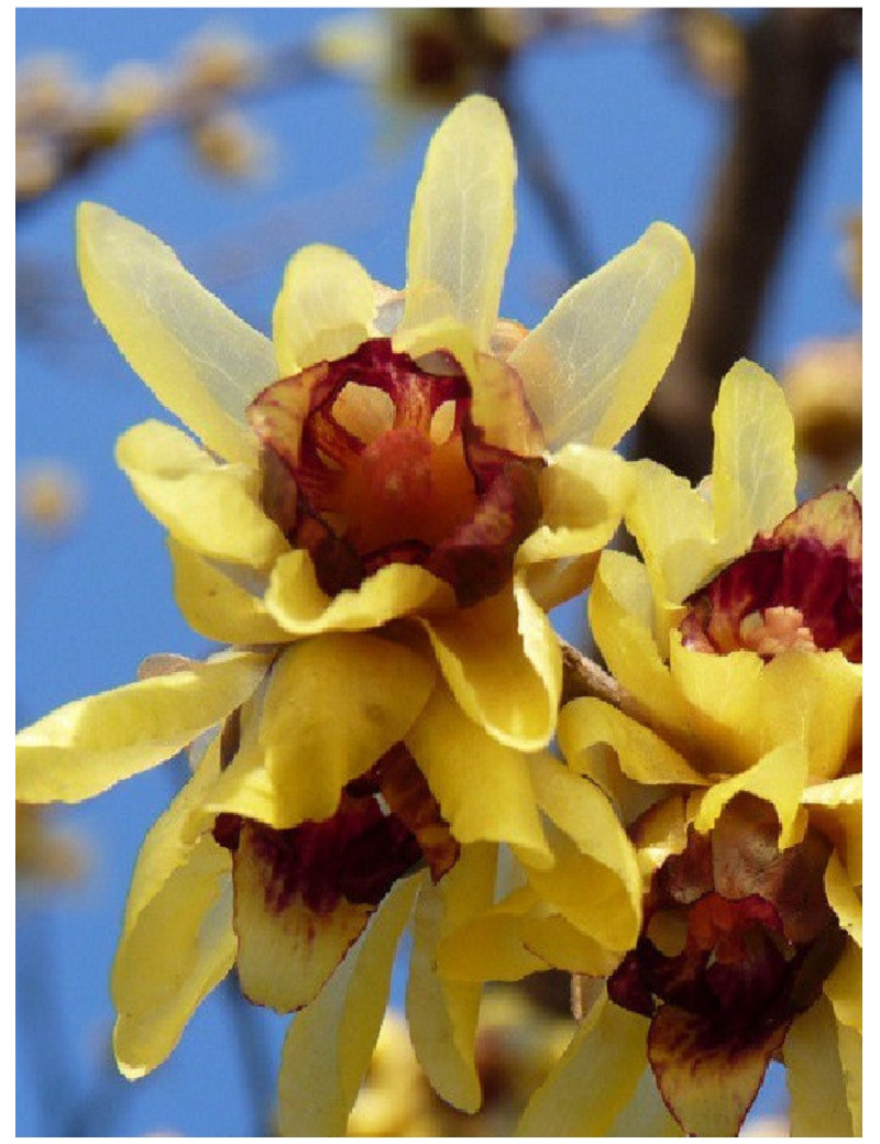 CHIMONANTHUS praecox (Chimonanthe odorant)