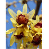 CHIMONANTHUS praecox (Chimonanthe odorant)