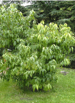 CHIMONANTHUS praecox