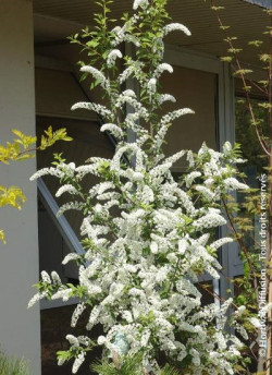 PRUNUS padus LE THOUREIL