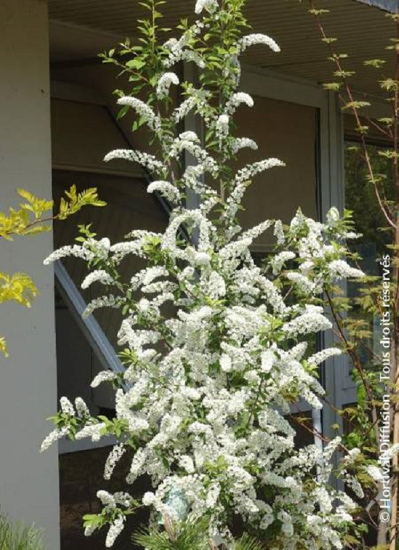 PRUNUS padus LE THOUREIL