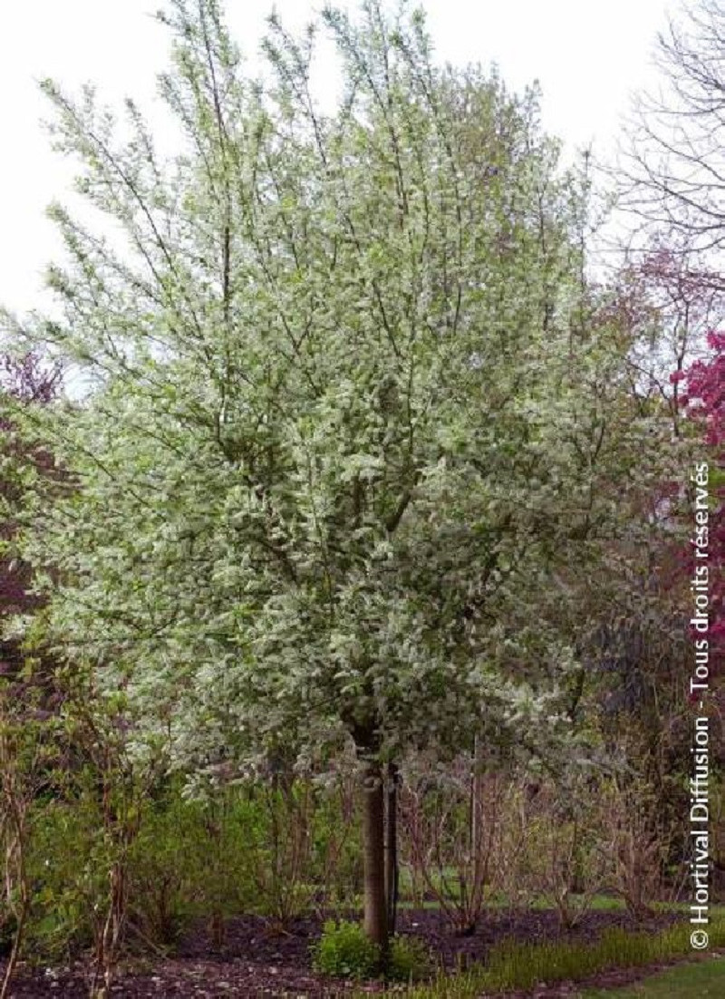 PRUNUS Padus LE THOUREIL Cerisier Grappes Le Thoureil 