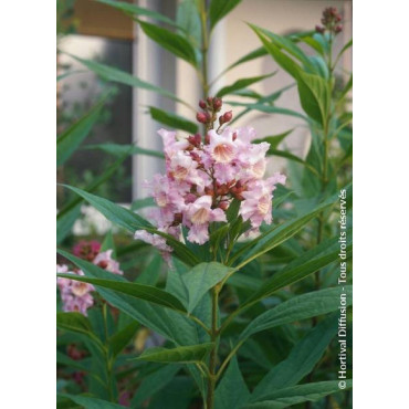 CHITALPA Tashkentensis PINK DAWN (Chitalpa de Taschkent Pink Dawn)