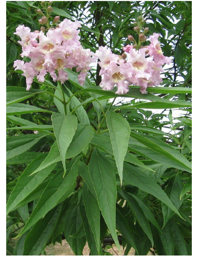 CHITALPA Tashkentensis PINK DAWN (Chitalpa de Taschkent Pink Dawn)