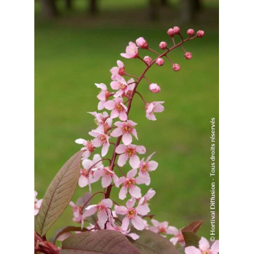 PRUNUS padus COLORATA (Cerisier à grappes Colorata)