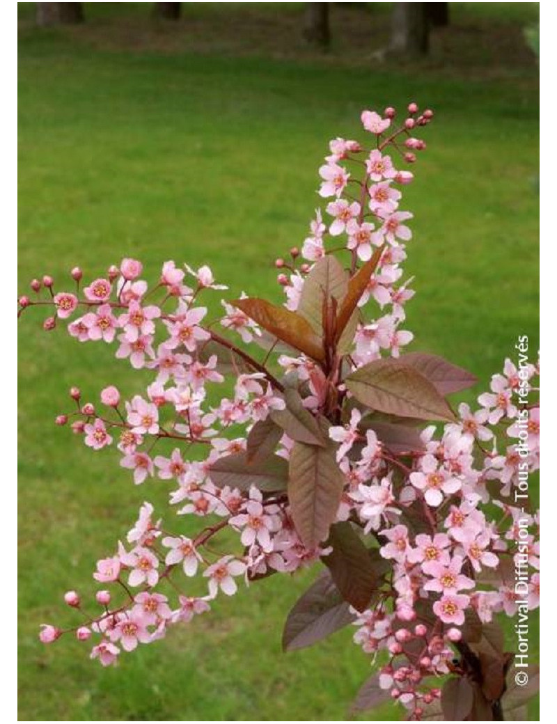 PRUNUS padus COLORATA (Cerisier à grappes Colorata)