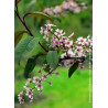 PRUNUS padus COLORATA (Cerisier à grappes Colorata)