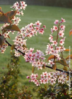PRUNUS padus COLORATA