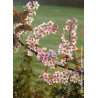 PRUNUS padus COLORATA (Cerisier à grappes Colorata)