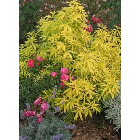 CHOISYA AZTEC GOLD® (Oranger du Mexique Aztec gold®)