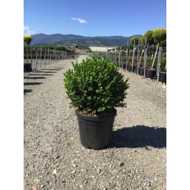 Topiaire (Plante taillée) - BUXUS microphylla FAULKNER...