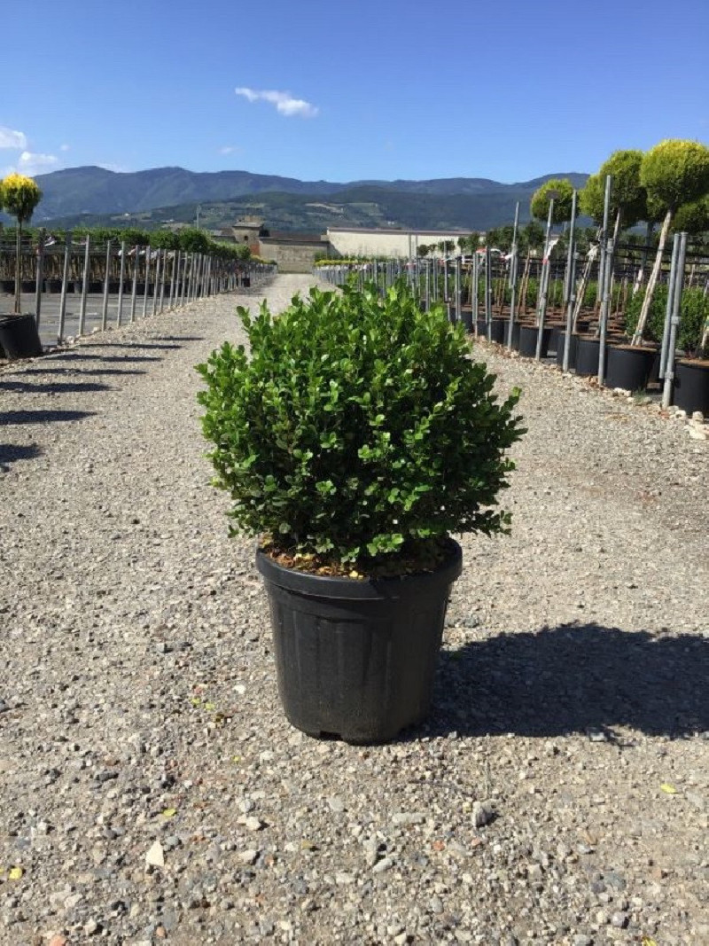BUXUS microphylla FAULKNER En pot forme boule