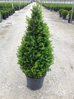 BUXUS microphylla FAULKNER En pot forme conique