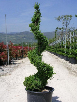 BUXUS microphylla FAULKNER En pot forme spirale