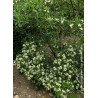 Topiaire (Plante taillée) - PITTOSPORUM tobira (Pittospore du Japon)