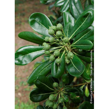 Topiaire (Plante taillée)- PITTOSPORUM tobira (Pittospore du Japon)