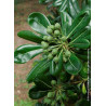 Topiaire (Plante taillée) - PITTOSPORUM tobira (Pittospore du Japon)