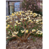 EDGEWORTHIA chrysantha GRANDIFLORA (Buisson à papier Grandiflora)