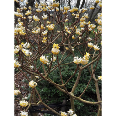 EDGEWORTHIA chrysantha GRANDIFLORA (Buisson à papier Grandiflora)