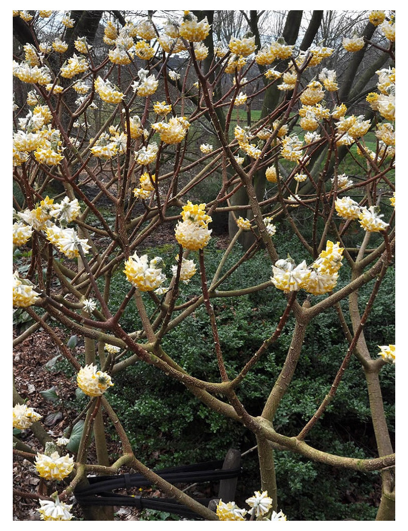 EDGEWORTHIA chrysantha GRANDIFLORA (Buisson à papier Grandiflora)