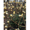 EDGEWORTHIA chrysantha GRANDIFLORA (Buisson à papier Grandiflora)