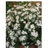 CHOISYA WHITE DAZZLER® (Oranger du Mexique White dazzler)