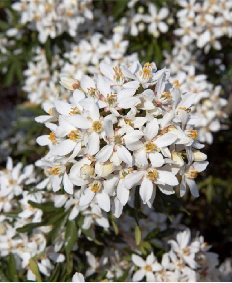 CHOISYA WHITE DAZZLER