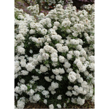 CHOISYA WHITE DAZZLER® (Oranger du Mexique White dazzler)