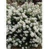 CHOISYA WHITE DAZZLER® (Oranger du Mexique White dazzler)