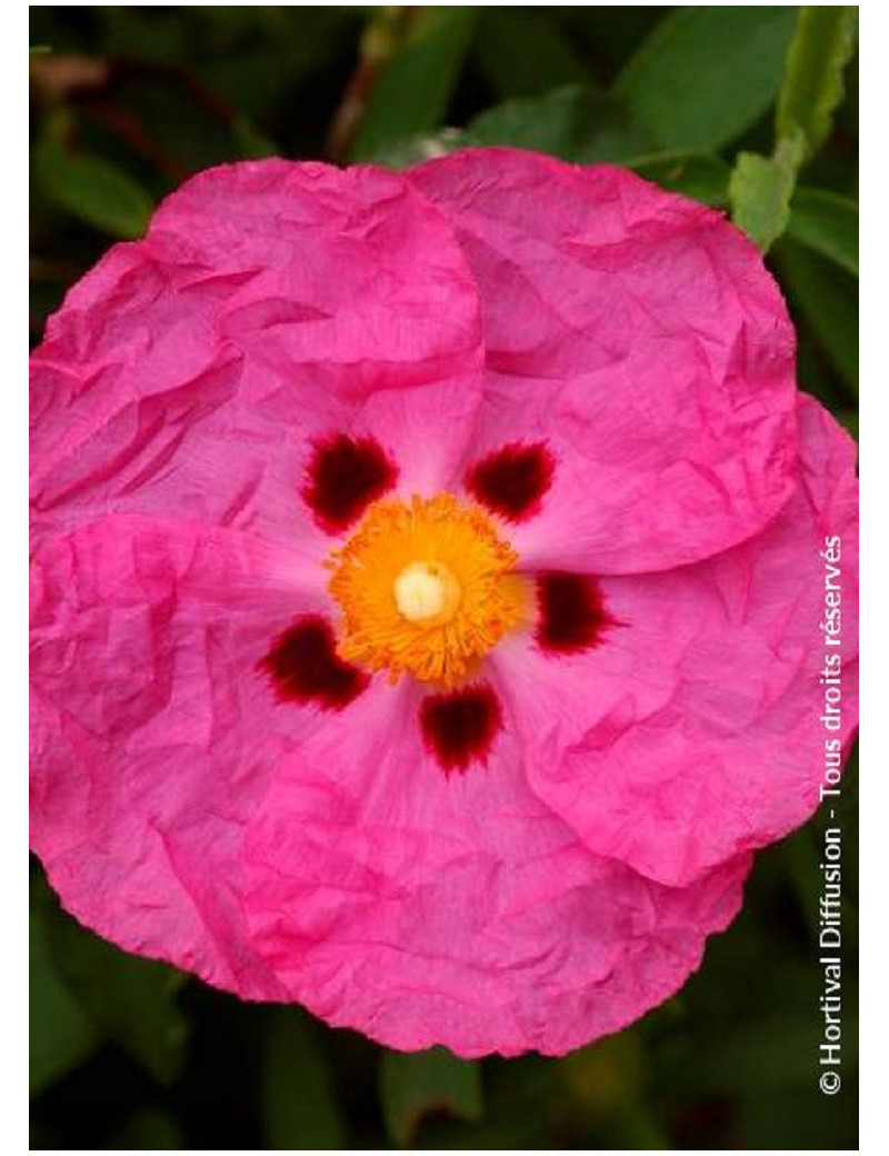 CISTUS purpureus (Ciste pourpre)