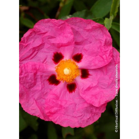 CISTUS purpureus (Ciste pourpre)