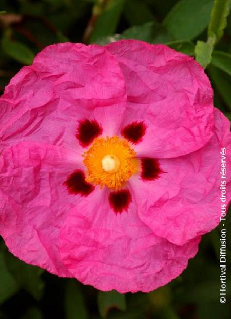 CISTUS purpureus