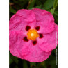 CISTUS purpureus (Ciste pourpre)