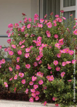 CISTUS purpureus