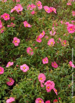 CISTUS purpureus