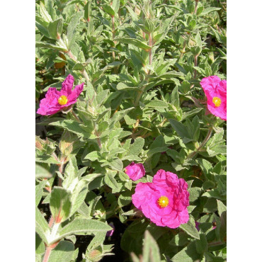 CISTUS crispus (Ciste crépu)