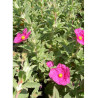 CISTUS crispus (Ciste crépu)