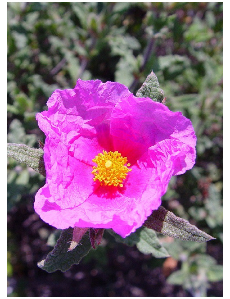 CISTUS crispus (Ciste crépu)