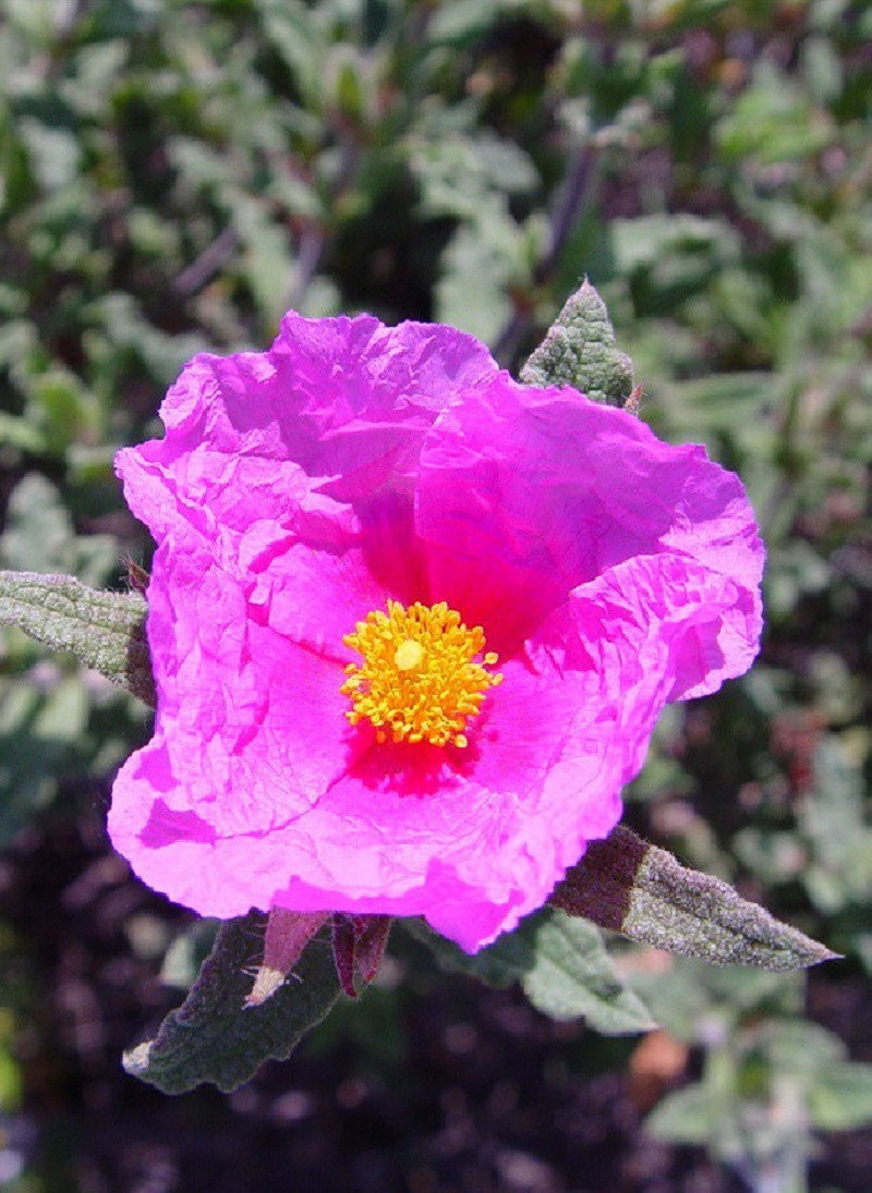 CISTUS crispus