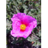 CISTUS crispus (Ciste crépu)