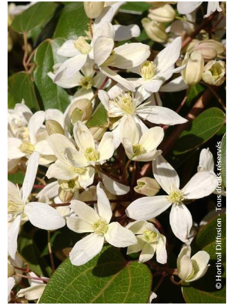 CLEMATIS armandii (Clématite d'Armand)