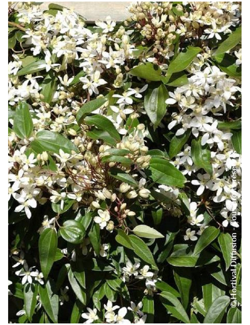 CLEMATIS armandii (Clématite d