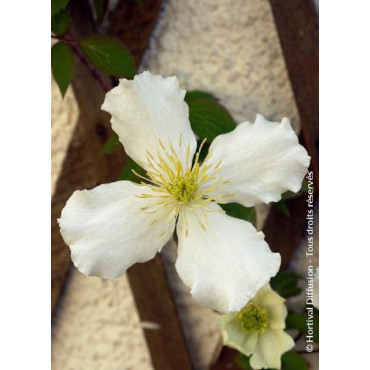 CLEMATIS montana var.grandiflora (Clématite)