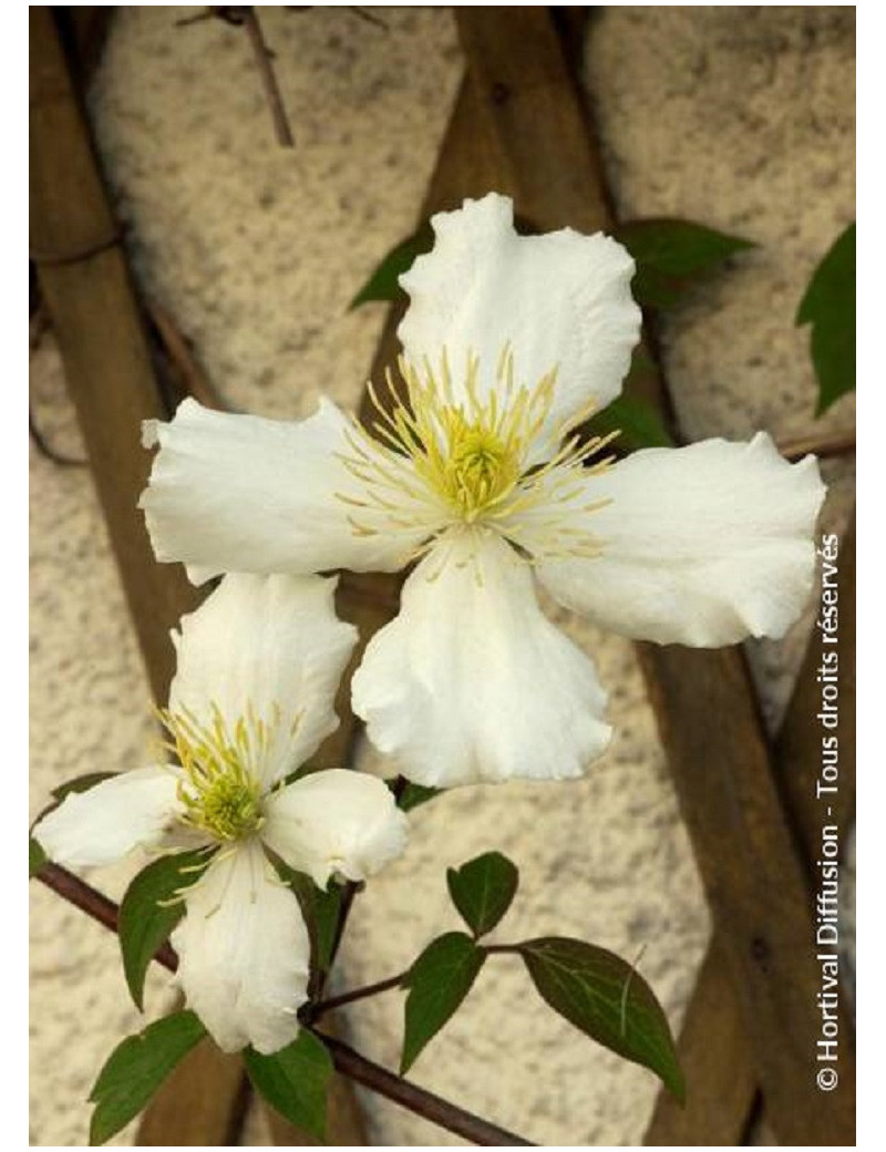 CLEMATIS montana var.grandiflora (Clématite)