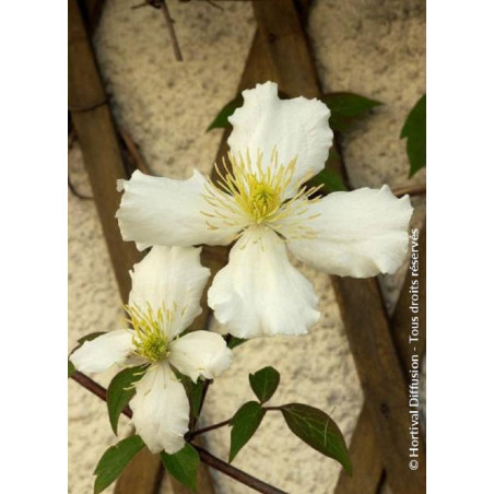 CLEMATIS montana var.grandiflora (Clématite)