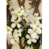 CLEMATIS montana var.grandiflora