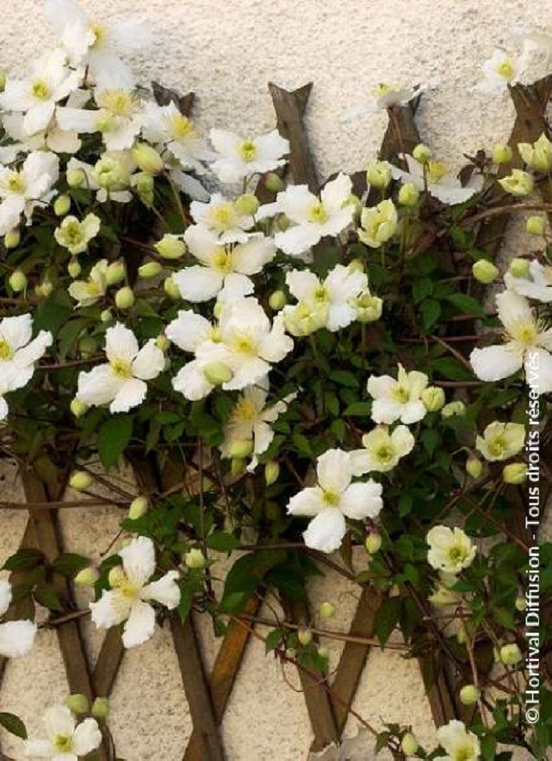CLEMATIS Montana Var grandiflora Cl matite clematis-montana-var-grandiflora-cl-matite