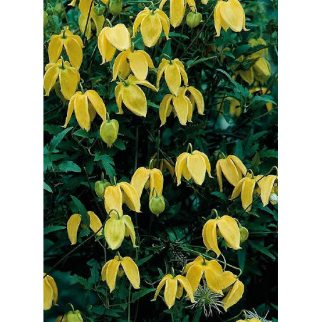 CLEMATIS tibetana tangutica (Clématite)